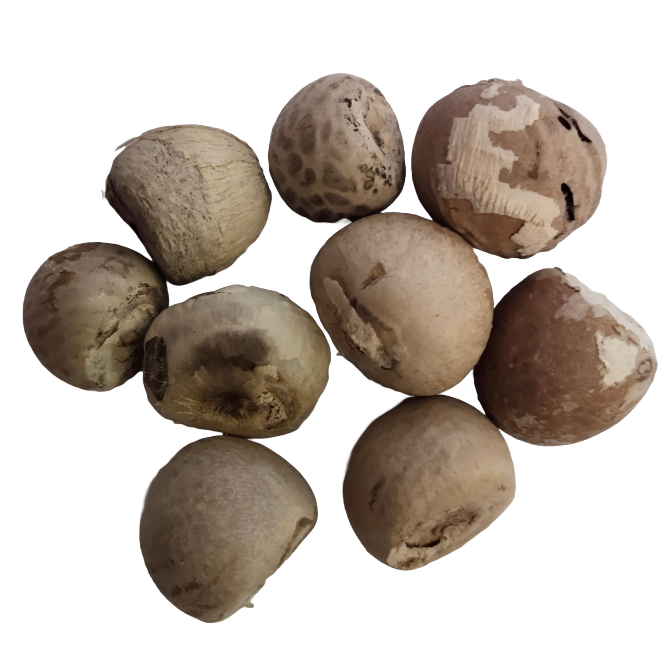 Betel Nuts