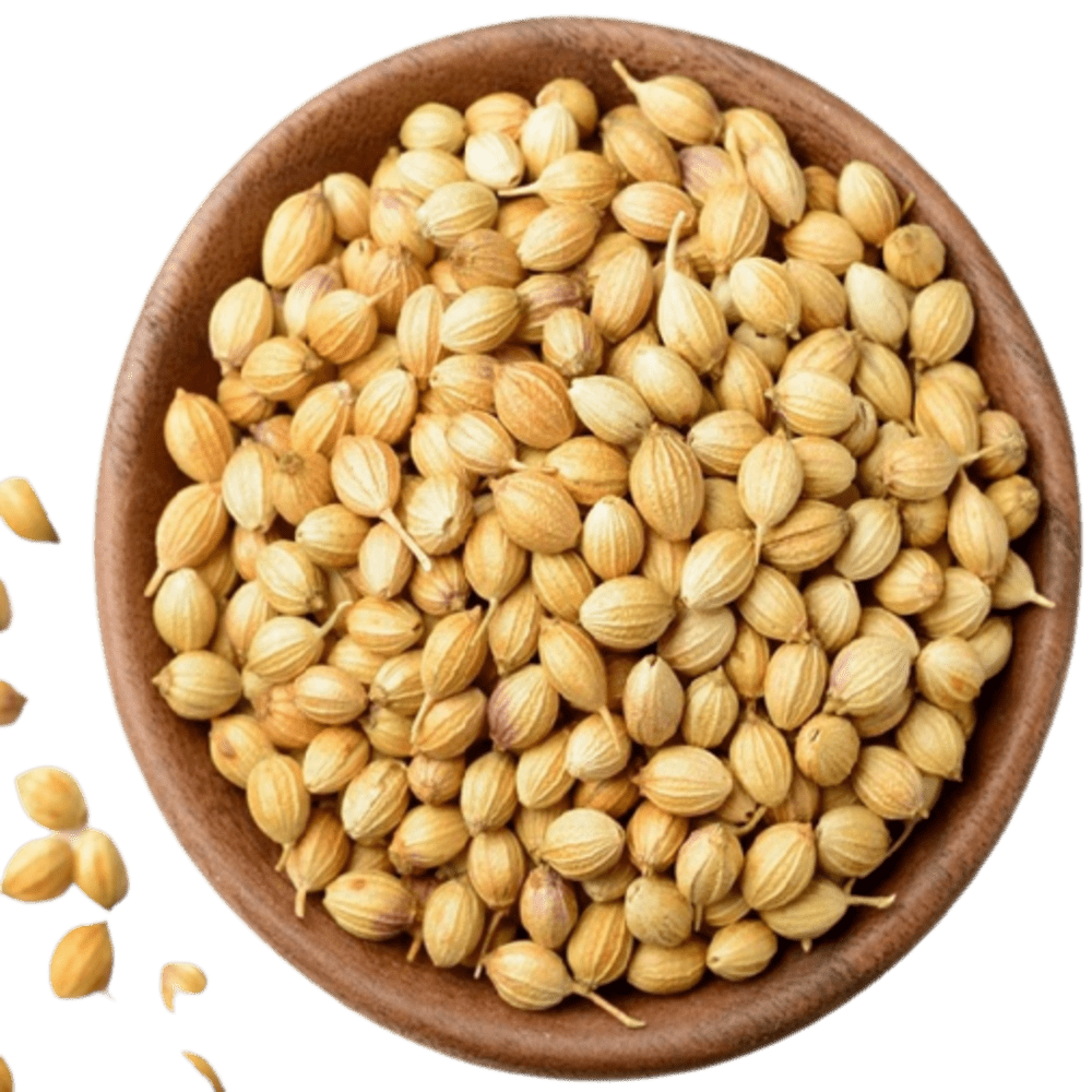 Coriander