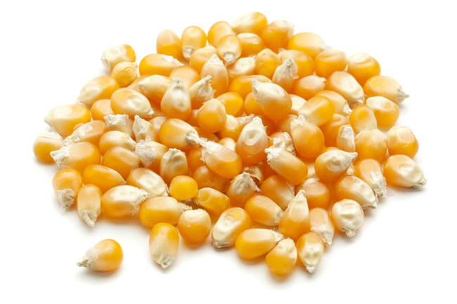 Corn Grain