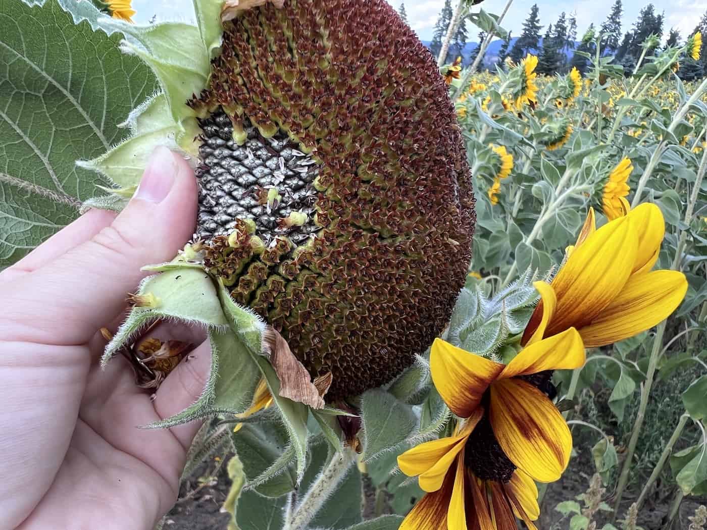 Bulk Sunflower Seed product